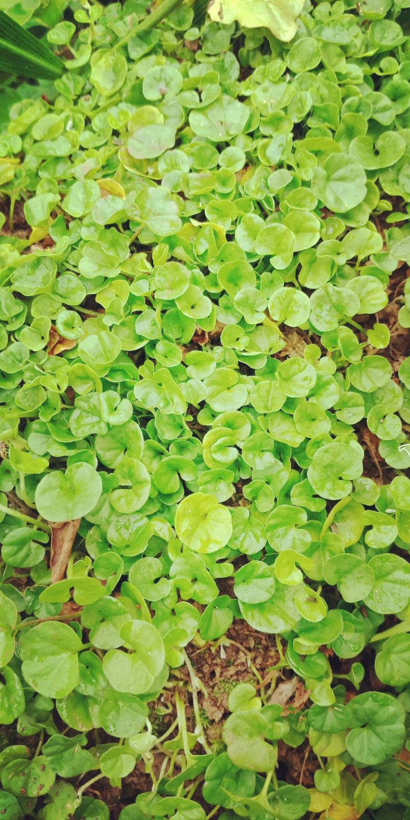 药材马蹄筋，金钱草