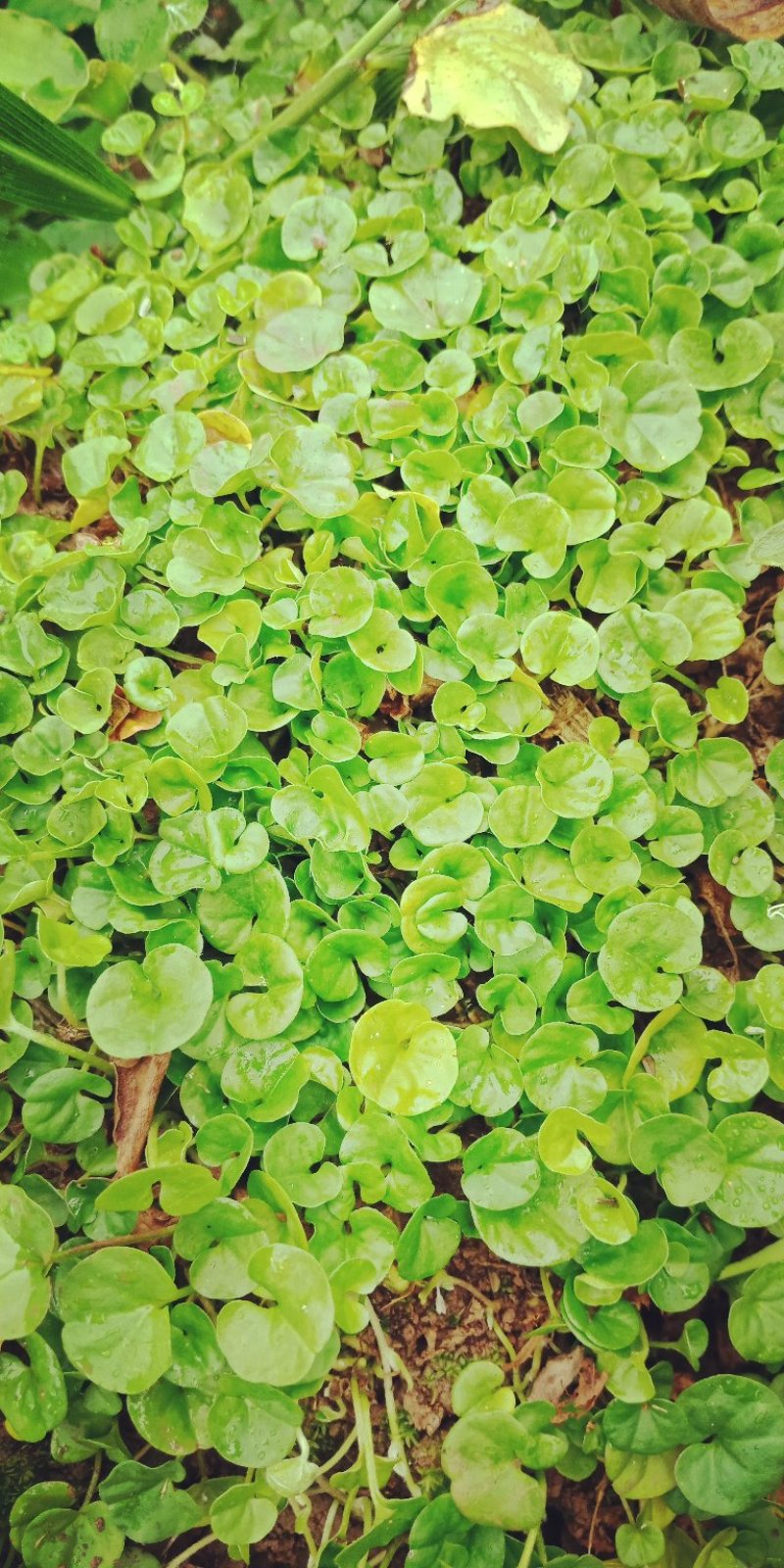 药材马蹄筋，金钱草