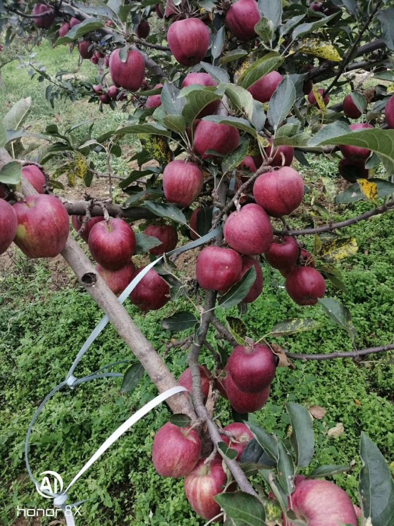甘肃苹果。