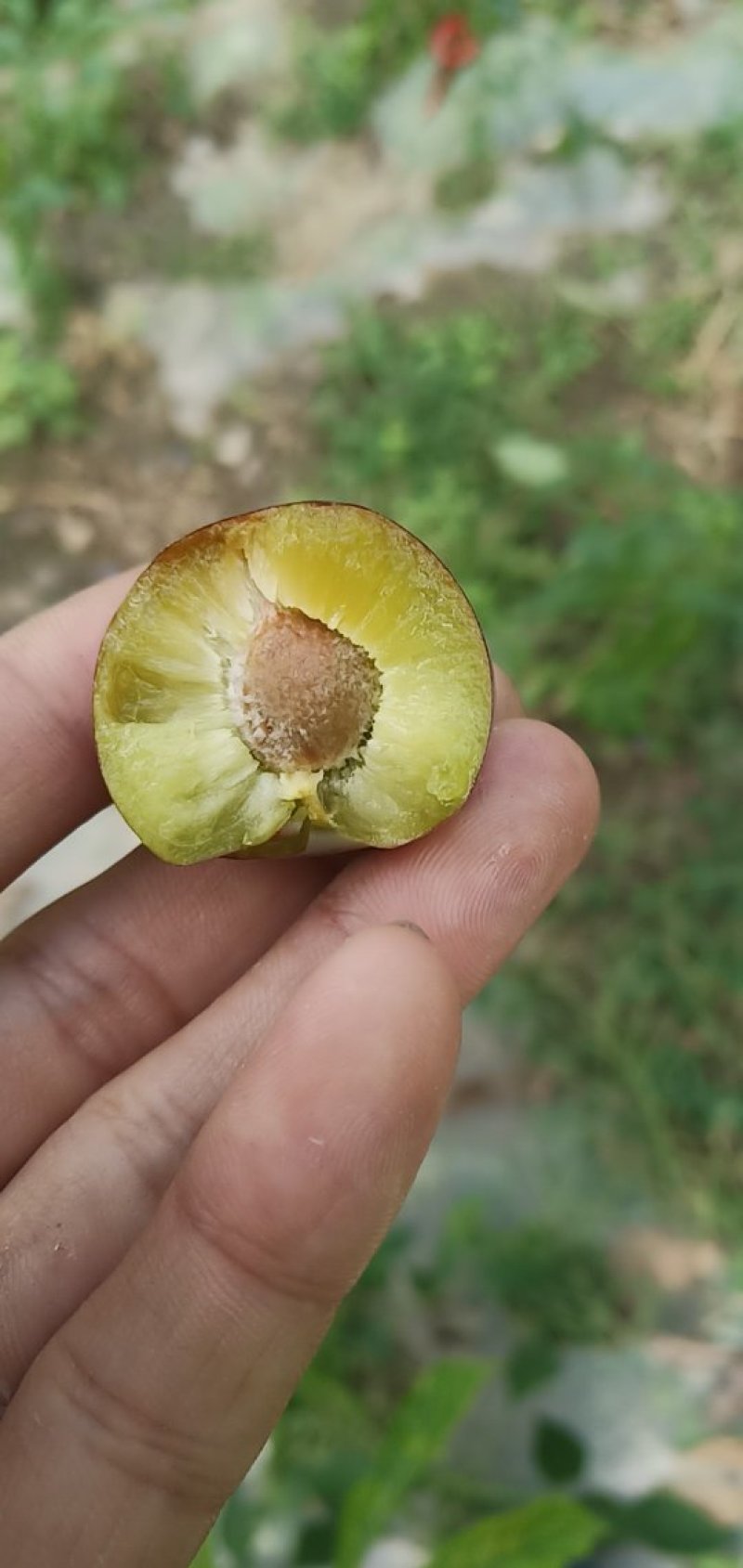 脆红李大量上市需要的老板联系我