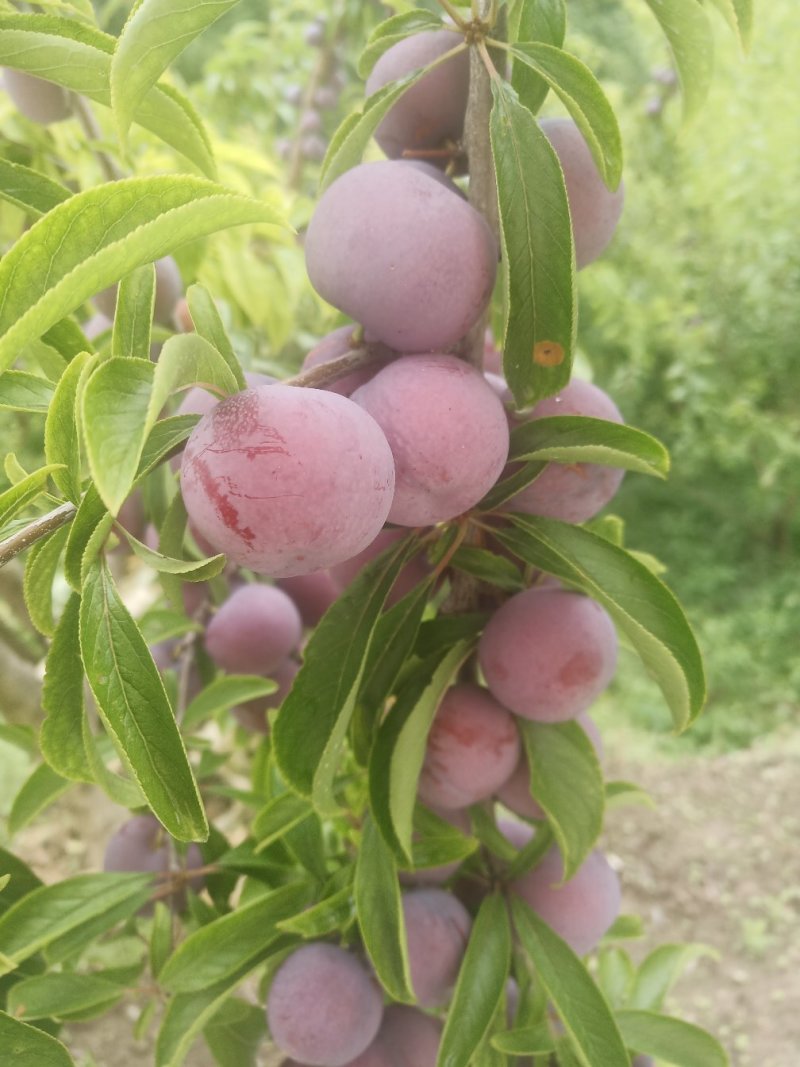 脆红李大量上市需要的老板联系我