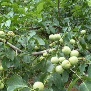 山西核桃