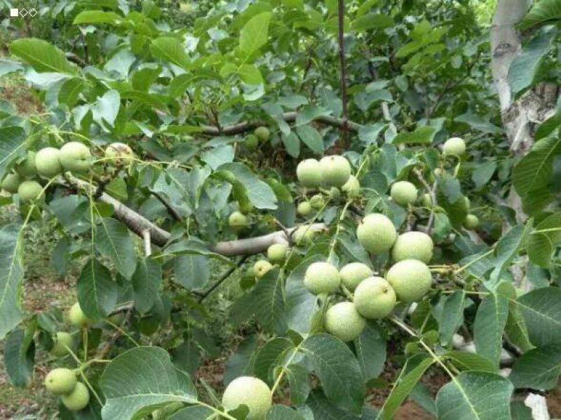 山西核桃