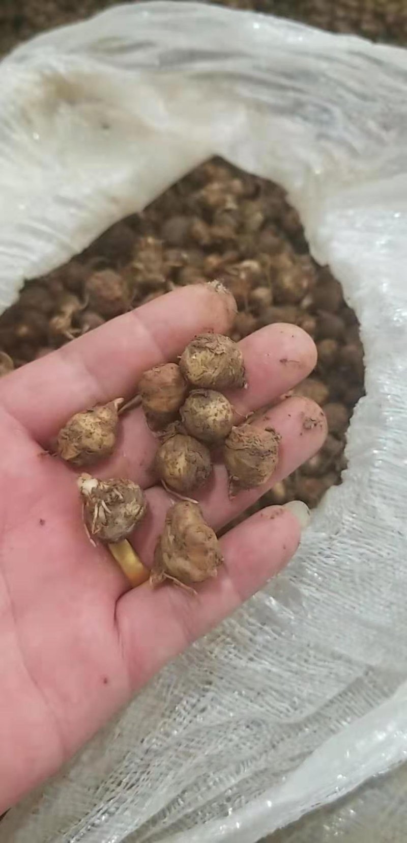 半夏种子发芽率95%以上支持货到付款