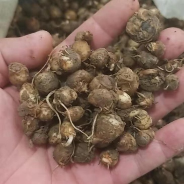 半夏种子发芽率95%以上支持货到付款