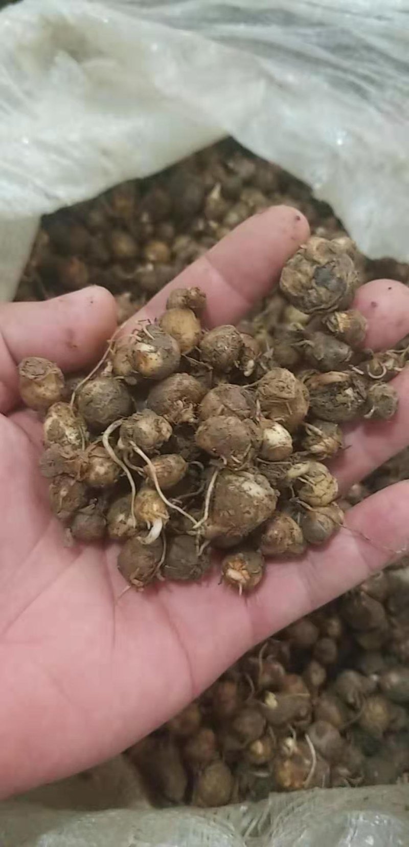 半夏种子发芽率95%以上支持货到付款