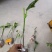 木瓜百香果嫁接苗