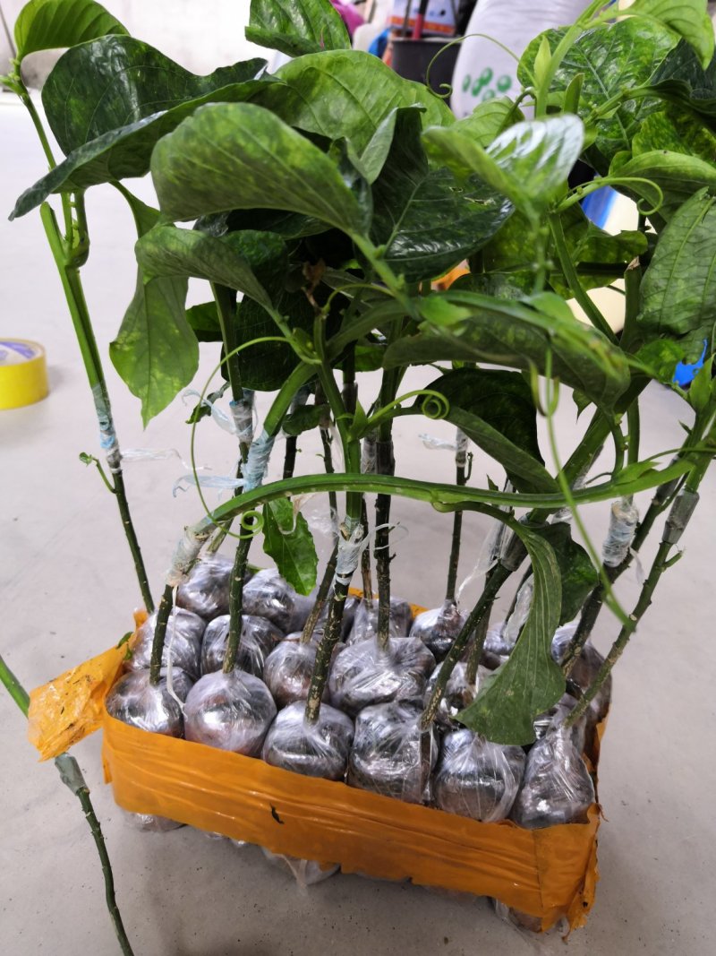 木瓜百香果嫁接苗