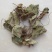 反背红红筋草兔耳凤中药材大肺筋草薄片变豆菜肺经草