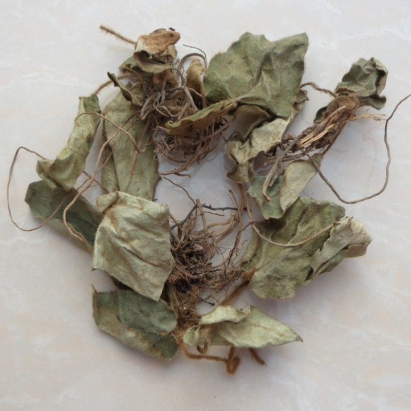 反背红红筋草兔耳凤中药材大肺筋草薄片变豆菜肺经草