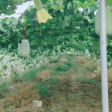蔬菜基地冬瓜出售，米冬瓜。又粉又嫩。欢迎订购