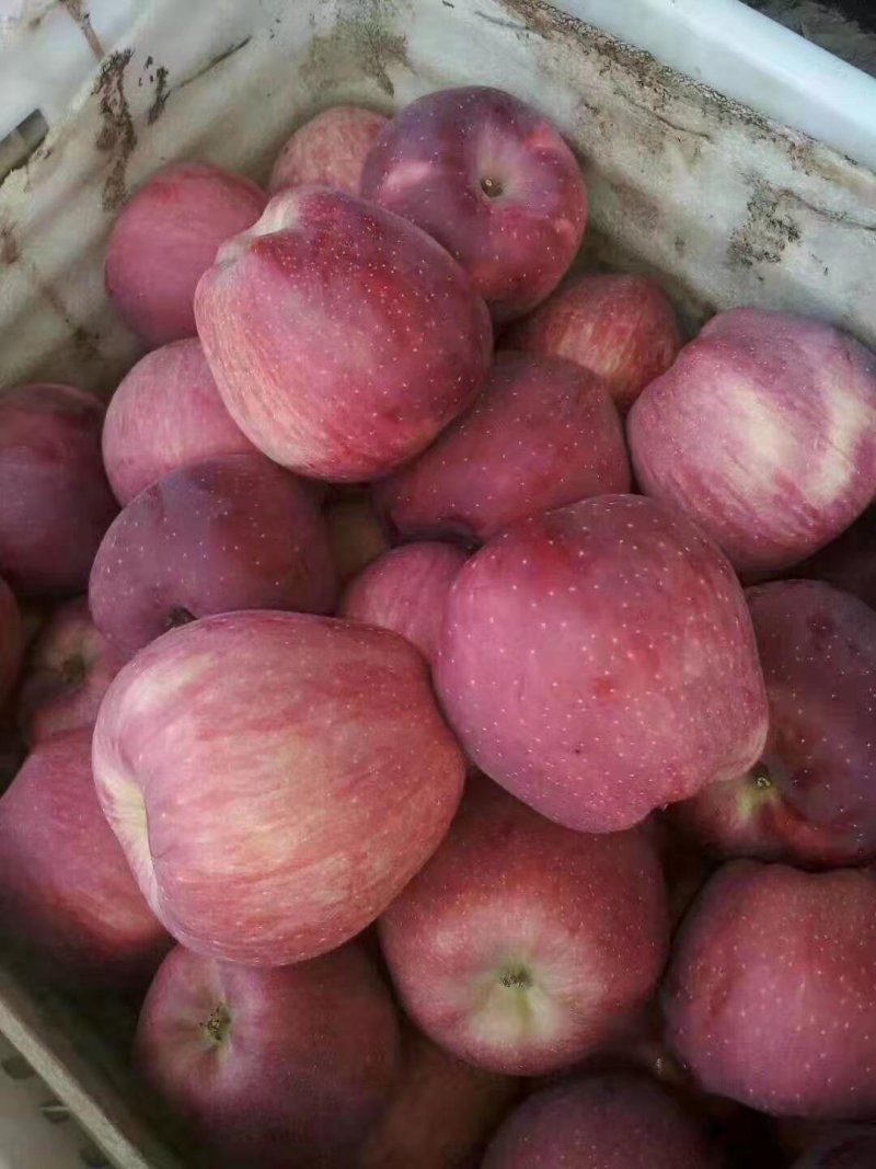 万亩红星苹果大量上市