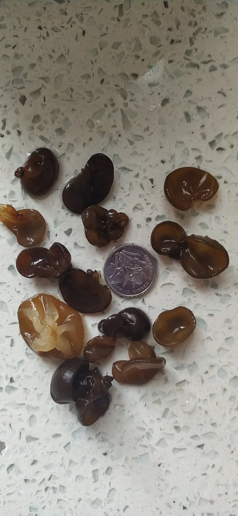 碎木耳干净无杂质，黑龙江木耳，优质木耳