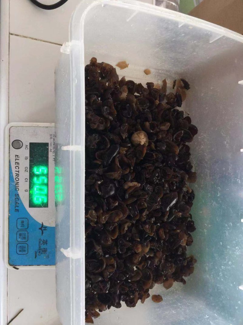 碎木耳干净无杂质，黑龙江木耳，优质木耳