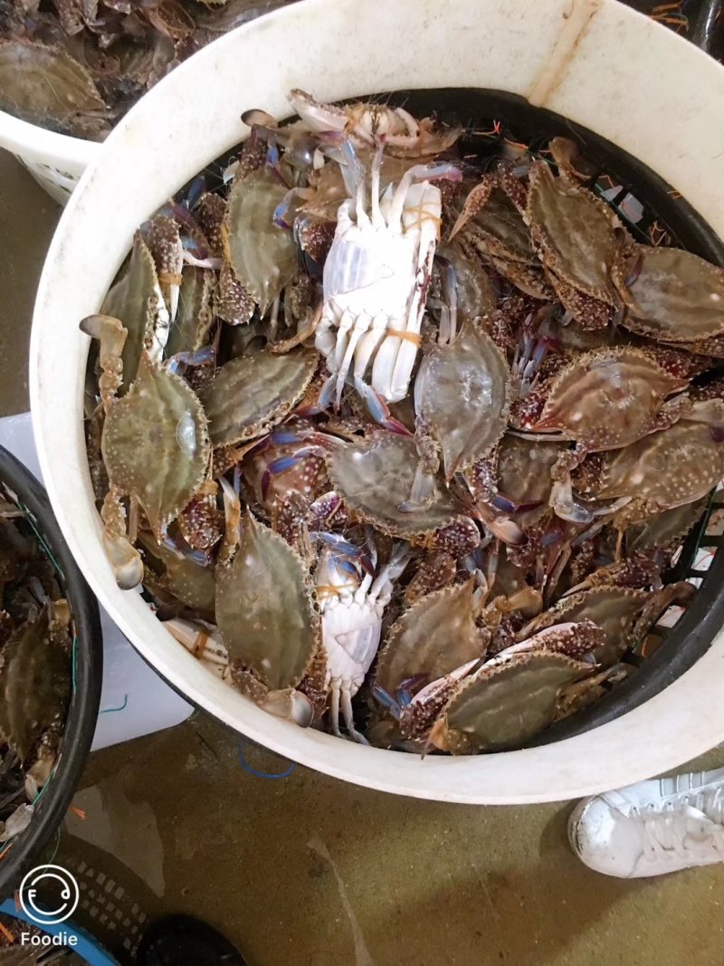 精品梭子蟹，舟山直供！5斤装起售！