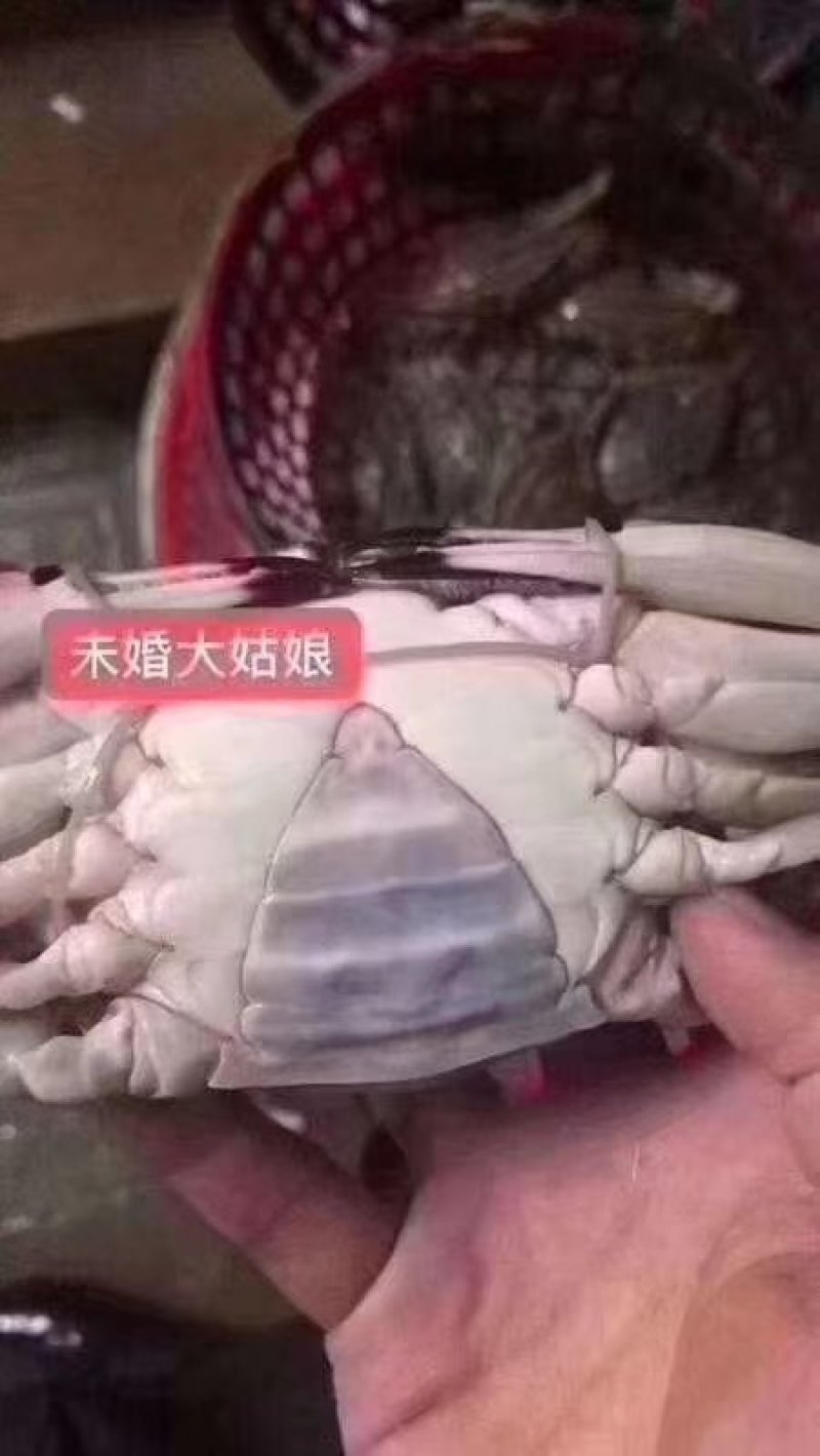 精品梭子蟹，舟山直供！5斤装起售！