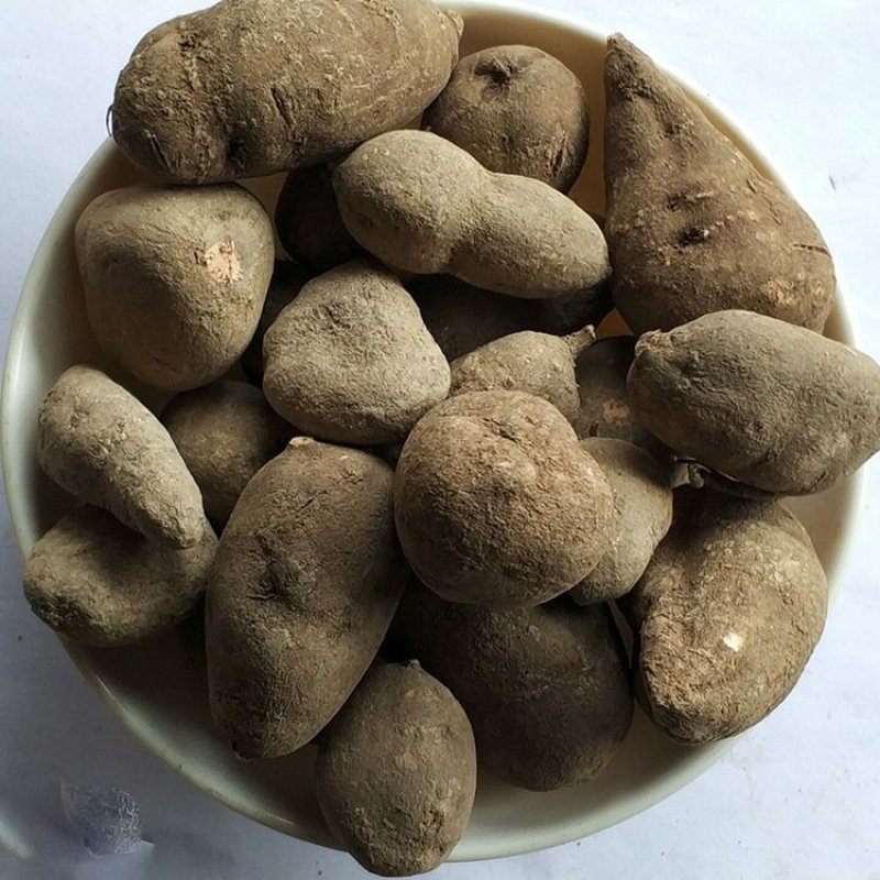 三叶青金丝吊各种规格批发零售中药材