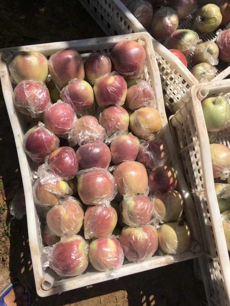 万亩红星苹果大量上市
