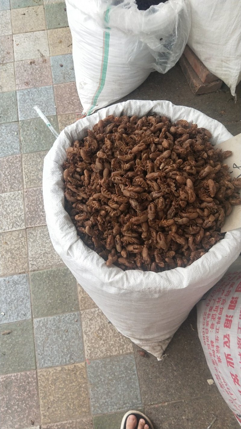黄精甜大个子可以煲汤，泡茶渴