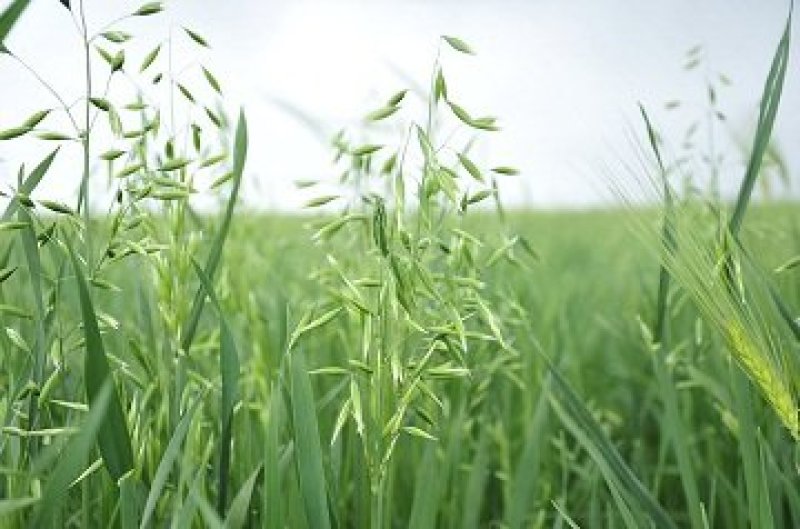 燕麦种子易活高产量饲料高营养春秋季种植草籽产量高燕麦牧草