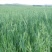 燕麦种子易活高产量饲料高营养春秋季种植草籽产量高燕麦牧草