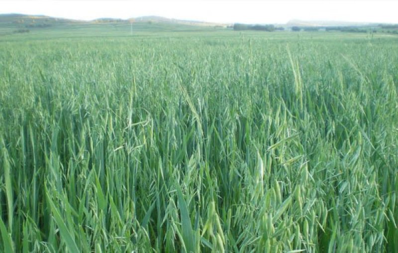 燕麦种子易活高产量饲料高营养春秋季种植草籽产量高燕麦牧草
