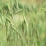 燕麦种子易活高产量饲料高营养春秋季种植草籽产量高燕麦牧草