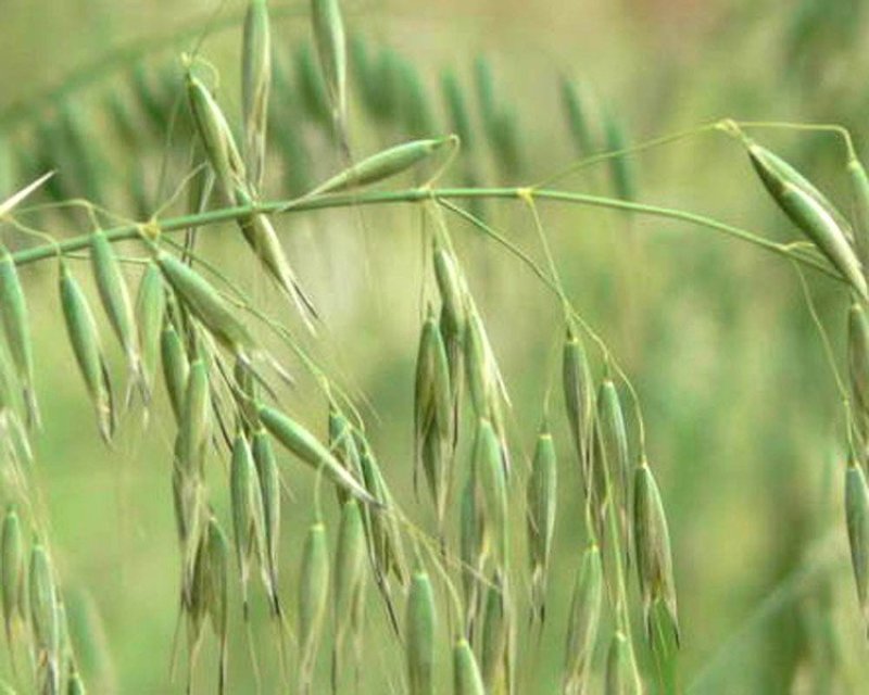 燕麦种子易活高产量饲料高营养春秋季种植草籽产量高燕麦牧草