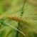 燕麦种子易活高产量饲料高营养春秋季种植草籽产量高燕麦牧草
