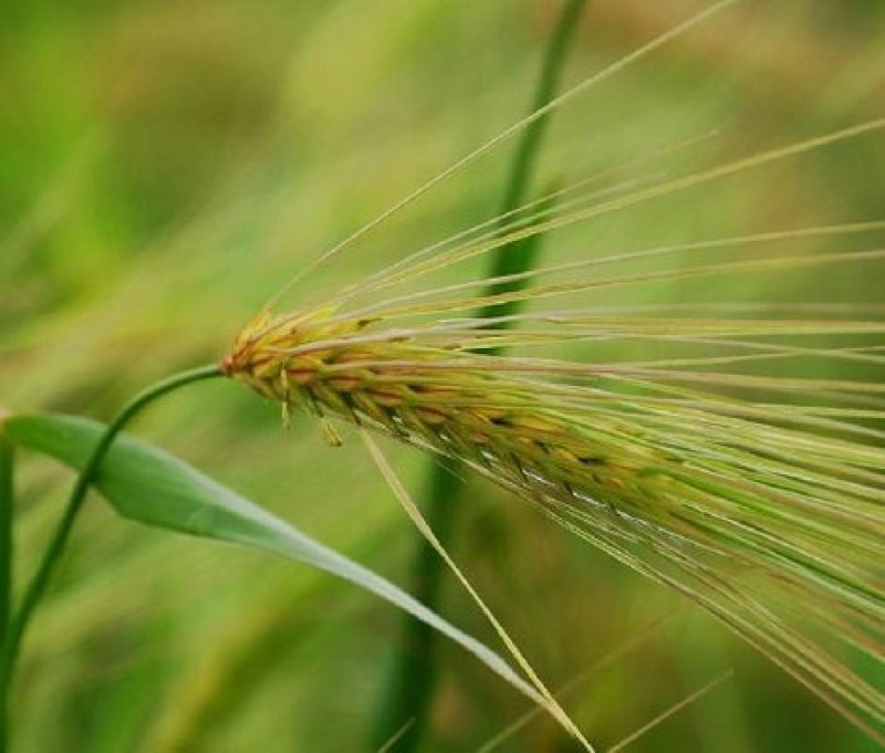 燕麦种子易活高产量饲料高营养春秋季种植草籽产量高燕麦牧草