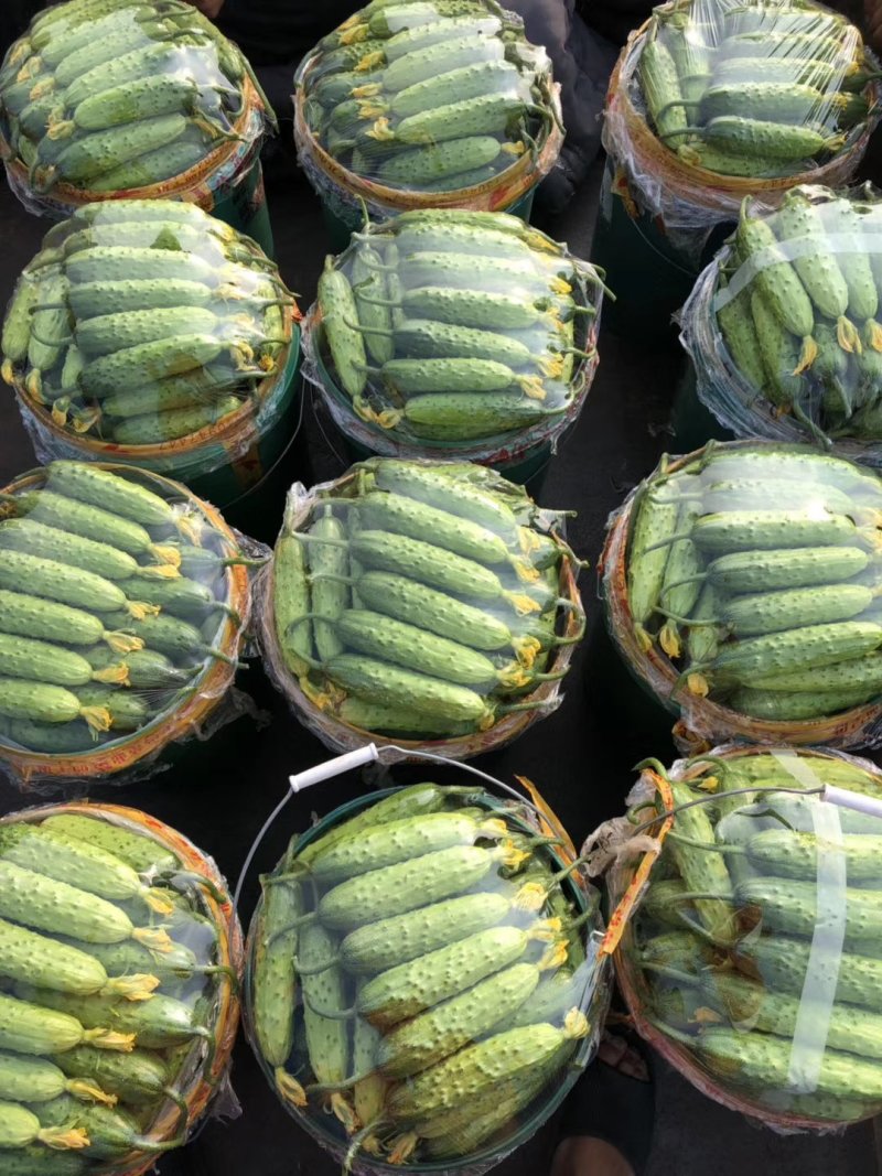 新秧黄瓜口感特别好