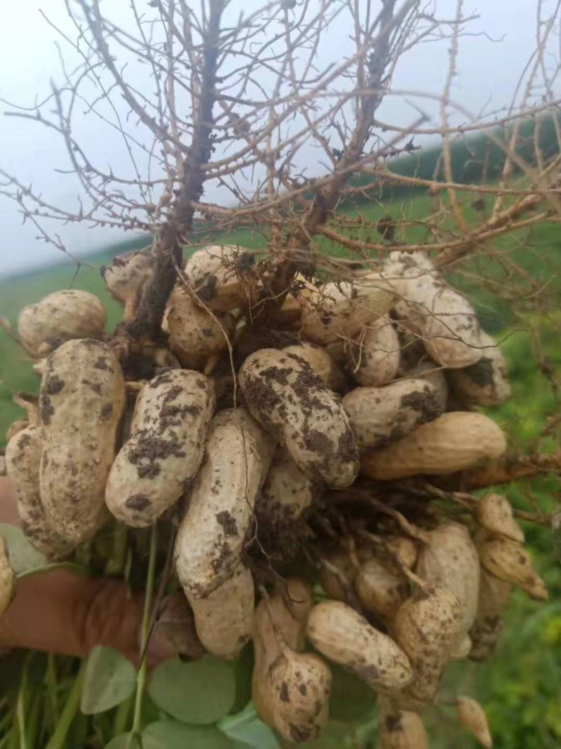 【热销】鲜花生，白沙系列！对接电商，加工厂，商超市场采购