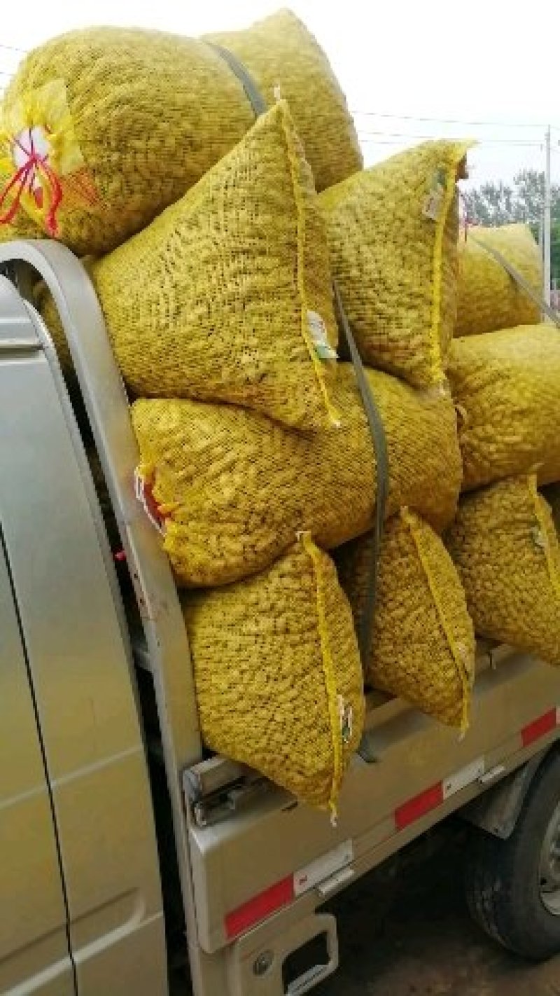 【热销】鲜花生，白沙系列！对接电商，加工厂，商超市场采购