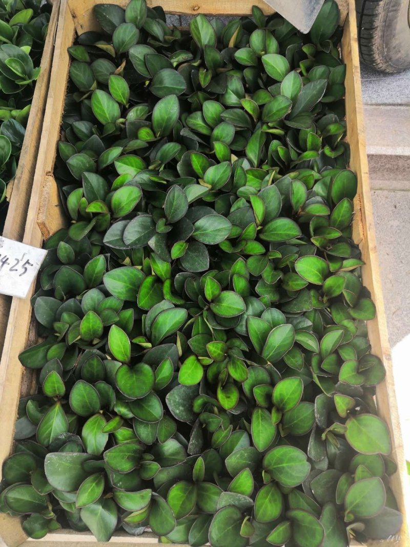 热手盆栽_红叶豆瓣绿碧玉基地批发盆栽绿植室内桌面盆栽