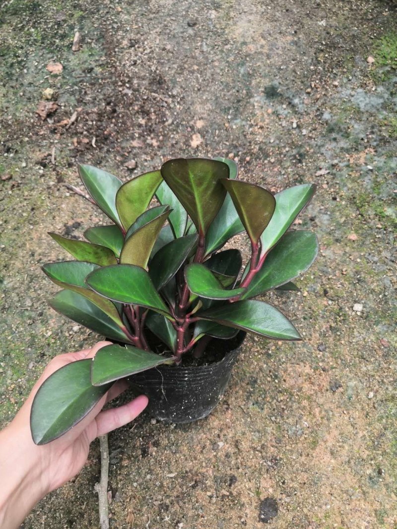热手盆栽_红叶豆瓣绿碧玉基地批发盆栽绿植室内桌面盆栽