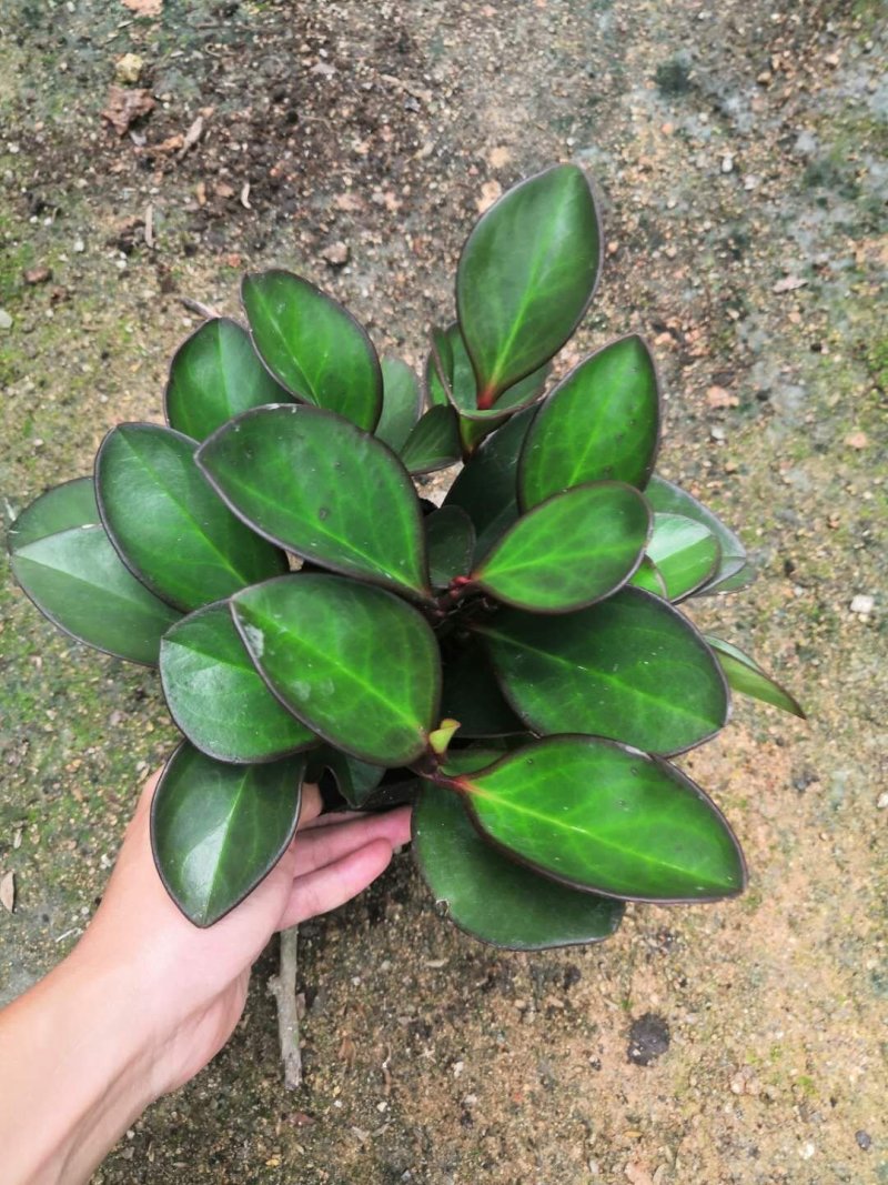 热手盆栽_红叶豆瓣绿碧玉基地批发盆栽绿植室内桌面盆栽