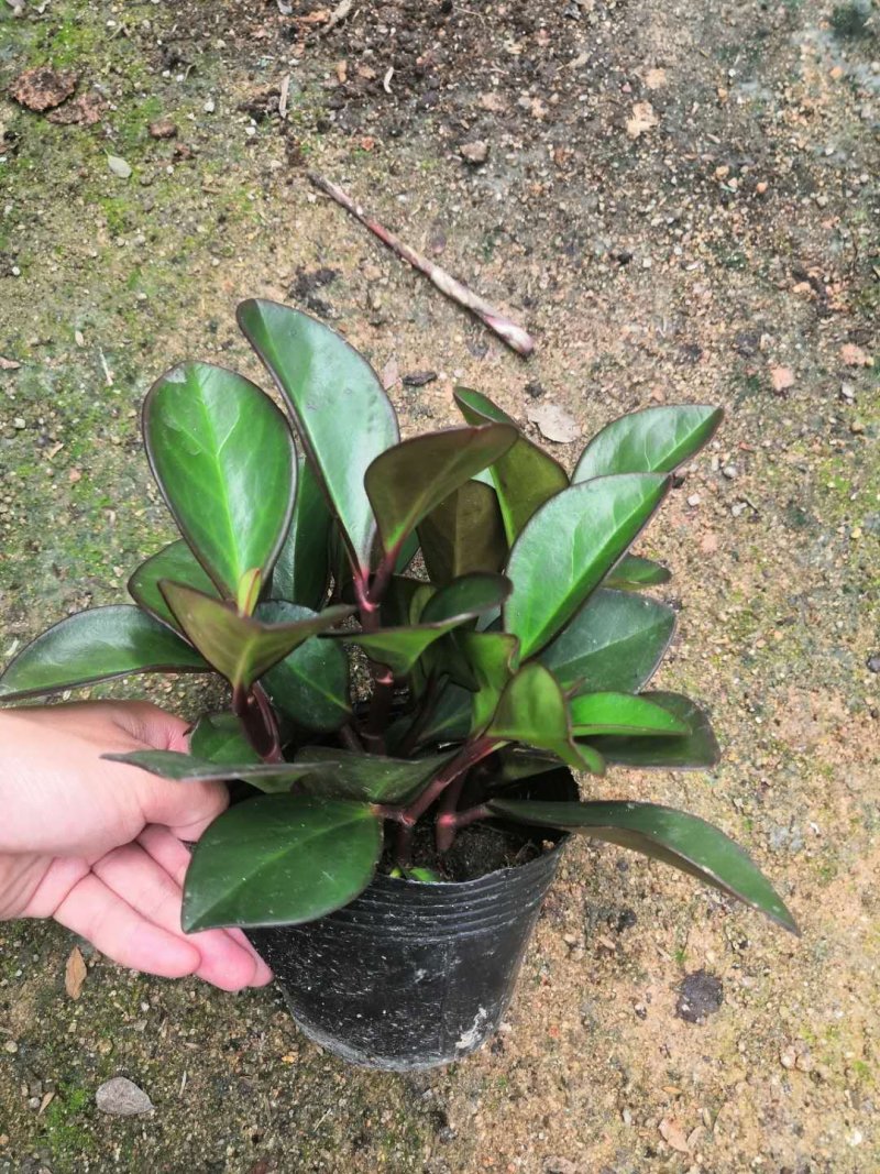 热手盆栽_红叶豆瓣绿碧玉基地批发盆栽绿植室内桌面盆栽