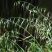 燕麦种子易活高产量饲料高营养春秋季种植草籽产量高燕麦牧草