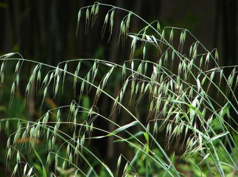 燕麦种子易活高产量饲料高营养春秋季种植草籽产量高燕麦牧草