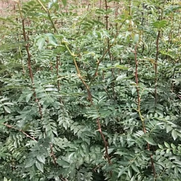 供应花椒树苗，各种规格的国槐树