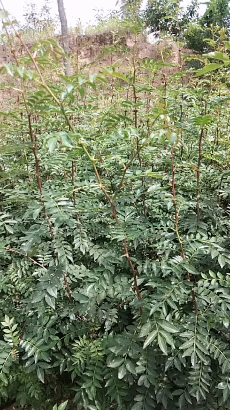 供应花椒树苗，各种规格的国槐树