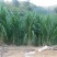 皇竹草种子多年生高产量牧适口性价值高成本低收割次数