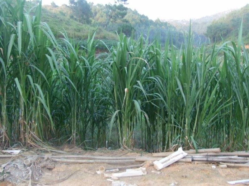 皇竹草种子多年生高产量牧适口性价值高成本低收割次数