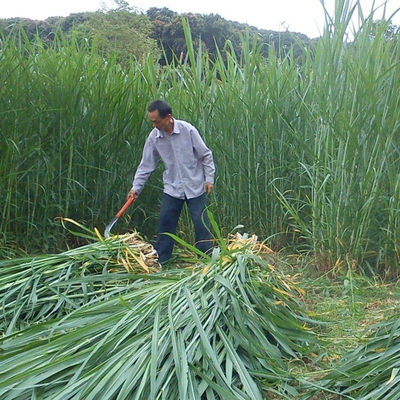 皇竹草种子多年生高产量牧适口性价值高成本低收割次数