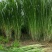 皇竹草种子多年生高产量牧适口性价值高成本低收割次数