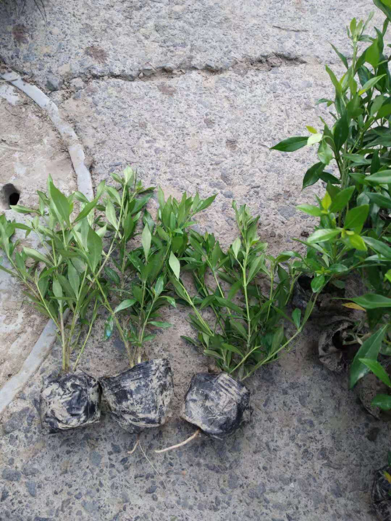 小叶栀子小叶栀子小杯苗小叶栀子杯苗