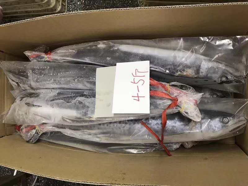 鲅鱼厂家鲅鱼马鲛鲅鱼大鲅鱼海鲅鱼大鲅鱼单冻鲅鱼
