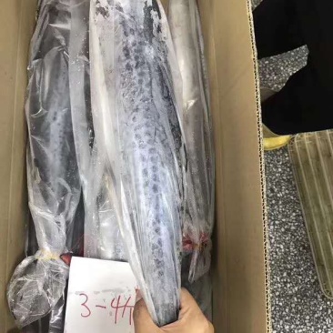鲅鱼厂家鲅鱼马鲛鲅鱼大鲅鱼海鲅鱼大鲅鱼单冻鲅鱼