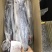 鲅鱼厂家鲅鱼马鲛鲅鱼大鲅鱼海鲅鱼大鲅鱼单冻鲅鱼