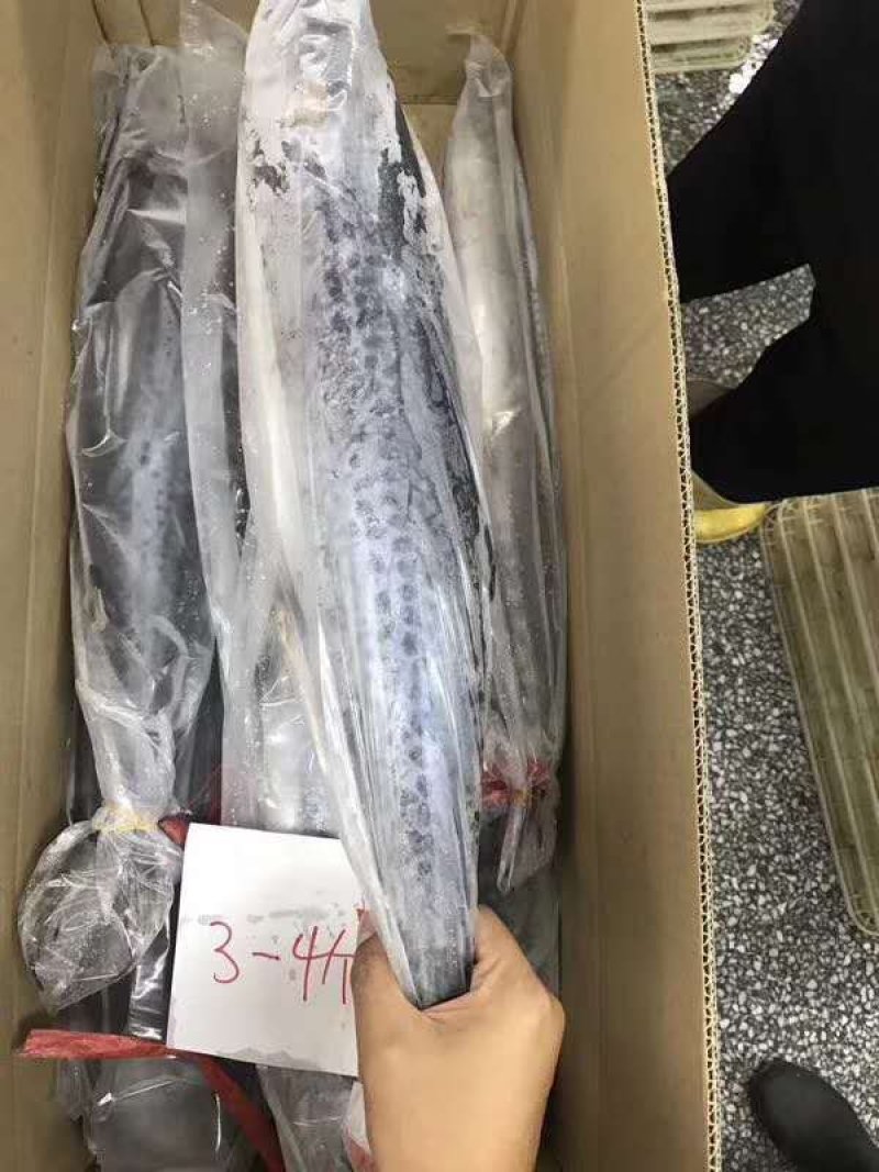 鲅鱼厂家鲅鱼马鲛鲅鱼大鲅鱼海鲅鱼大鲅鱼单冻鲅鱼